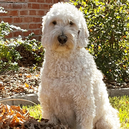 Enzo is a pet therapy dog at Children's Health.