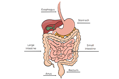 Gastrointestinal (GI) bleeding - Children's Health