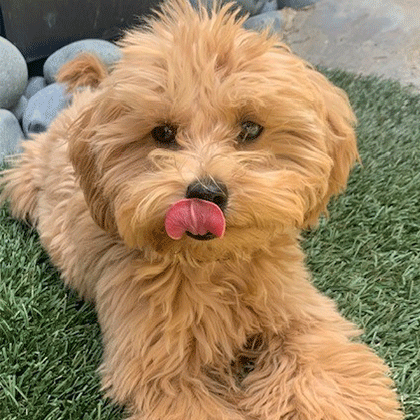Minnie