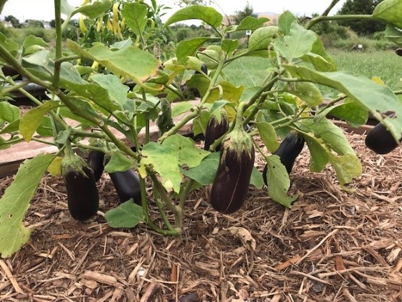 Plano Garden