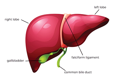 Pediatric liver - Children's Health